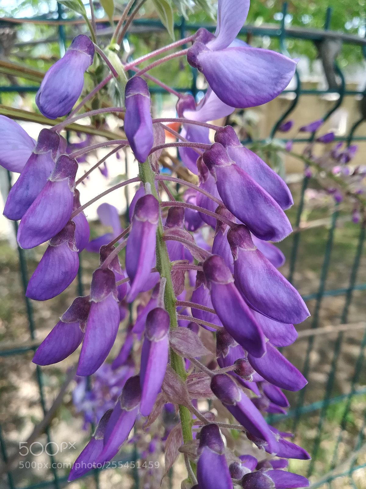 HUAWEI P10 lite sample photo. Purple vibes photography