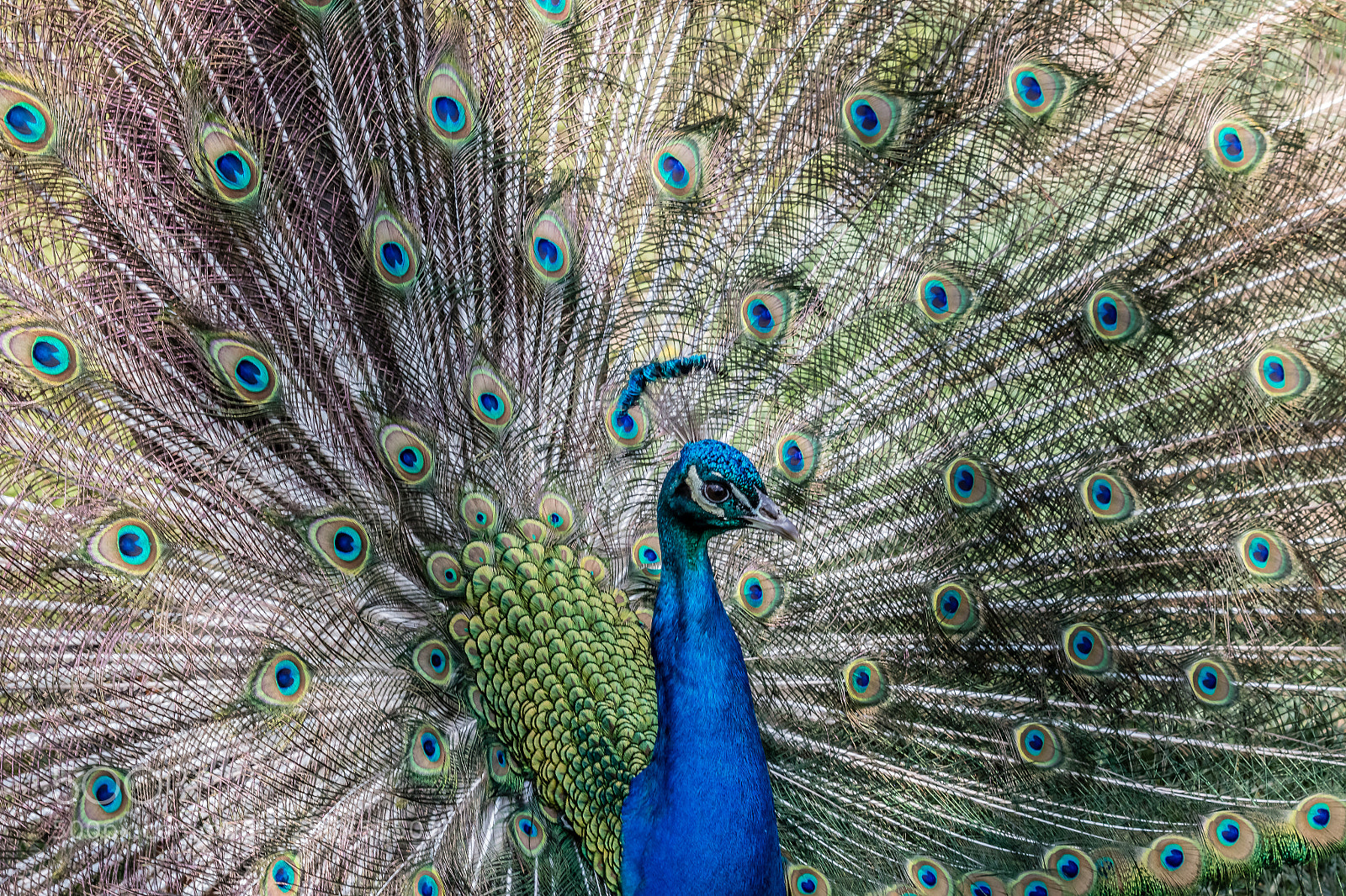 Canon EOS 70D sample photo. Peacock photography