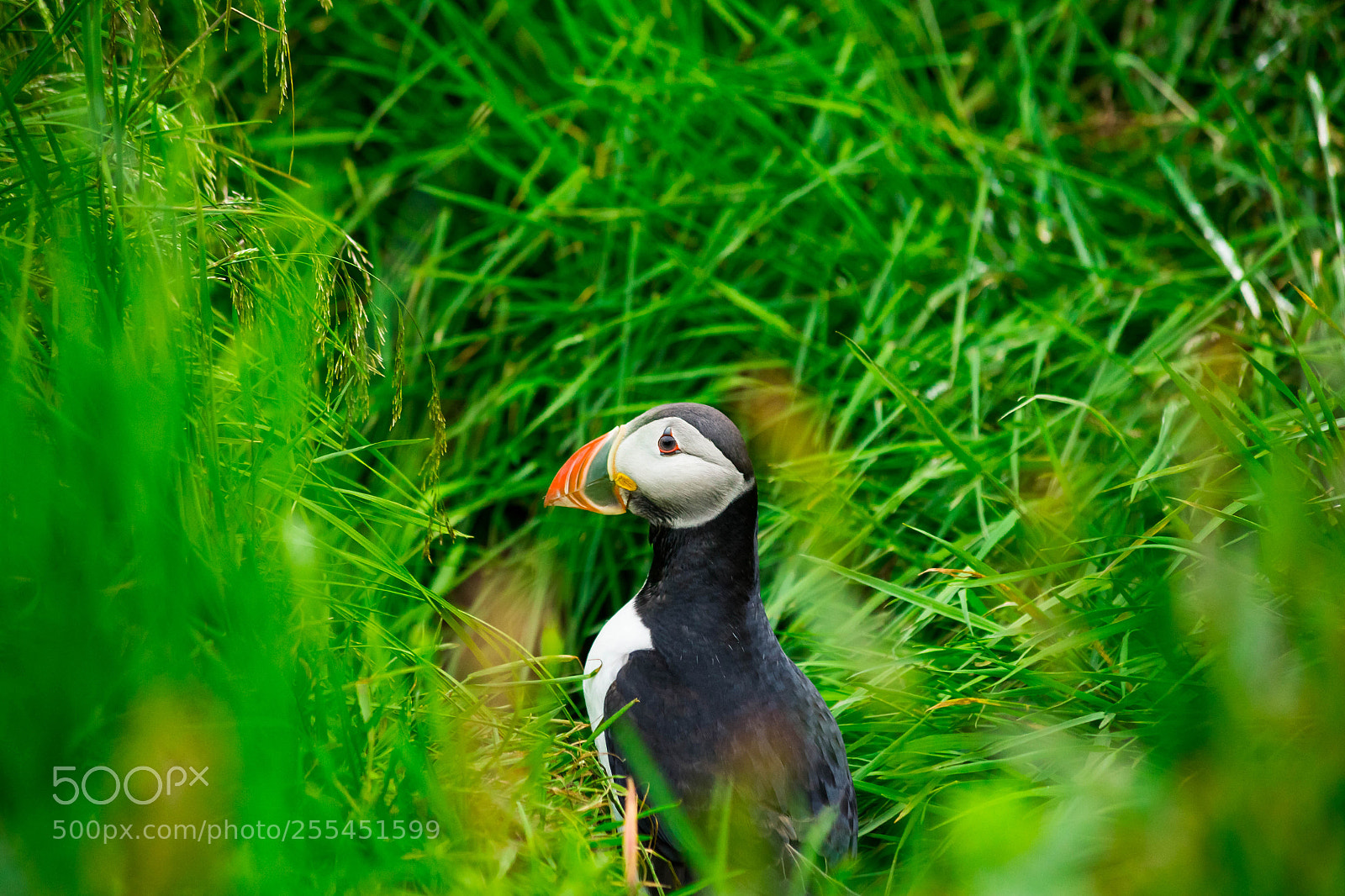 Canon EOS 6D sample photo. Atlantic puffin photography