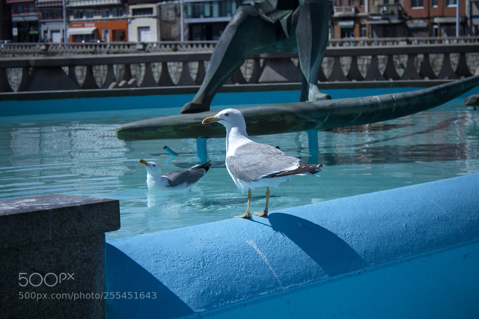 Canon EOS 500D (EOS Rebel T1i / EOS Kiss X3) sample photo. Seagull photography