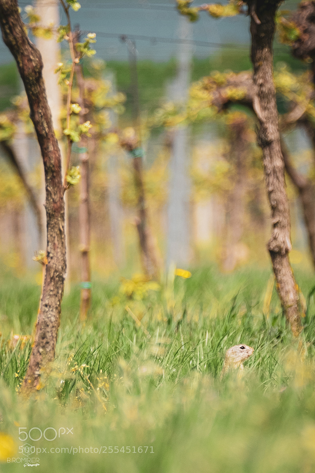 Fujifilm X-T2 sample photo. Wine squirrel photography