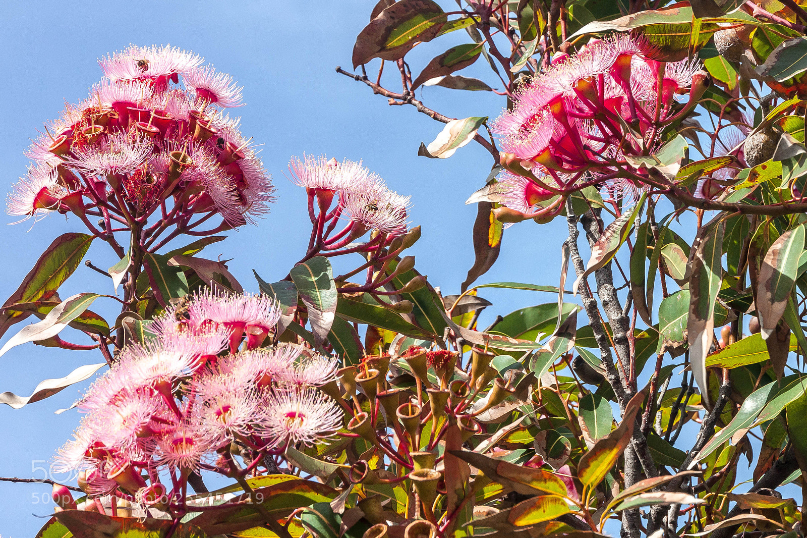 Canon EOS 500D (EOS Rebel T1i / EOS Kiss X3) sample photo. Flowering eucalypt with bees photography