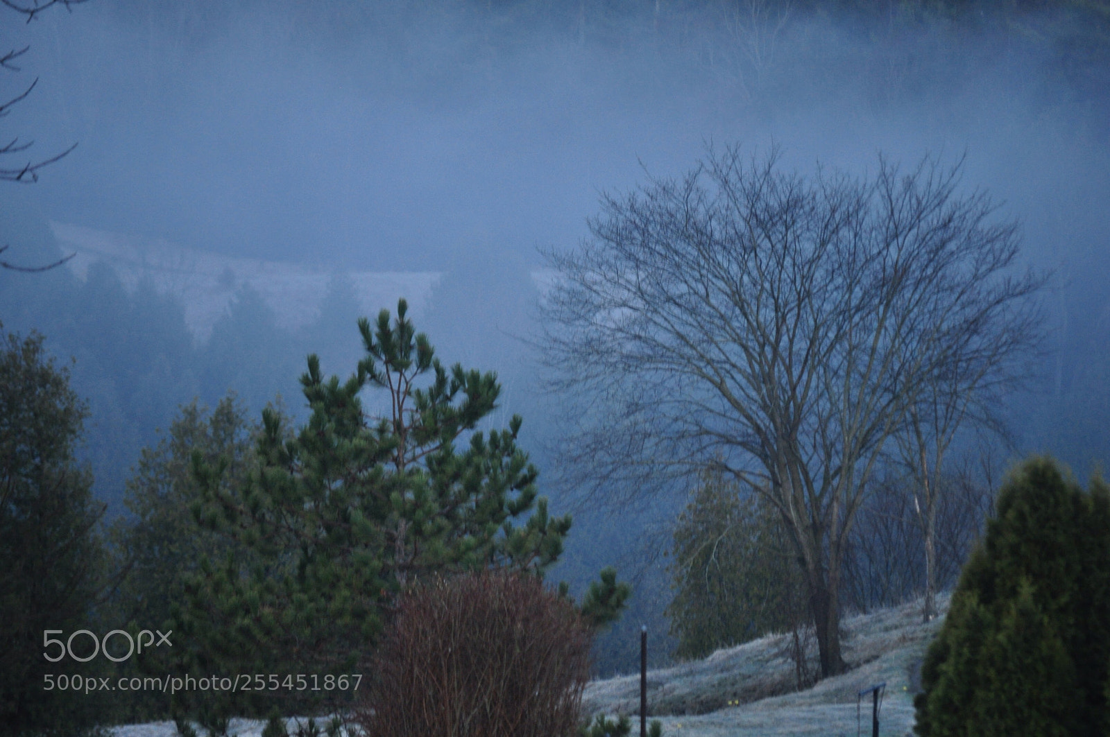 Nikon D5000 sample photo. Misty morning photography