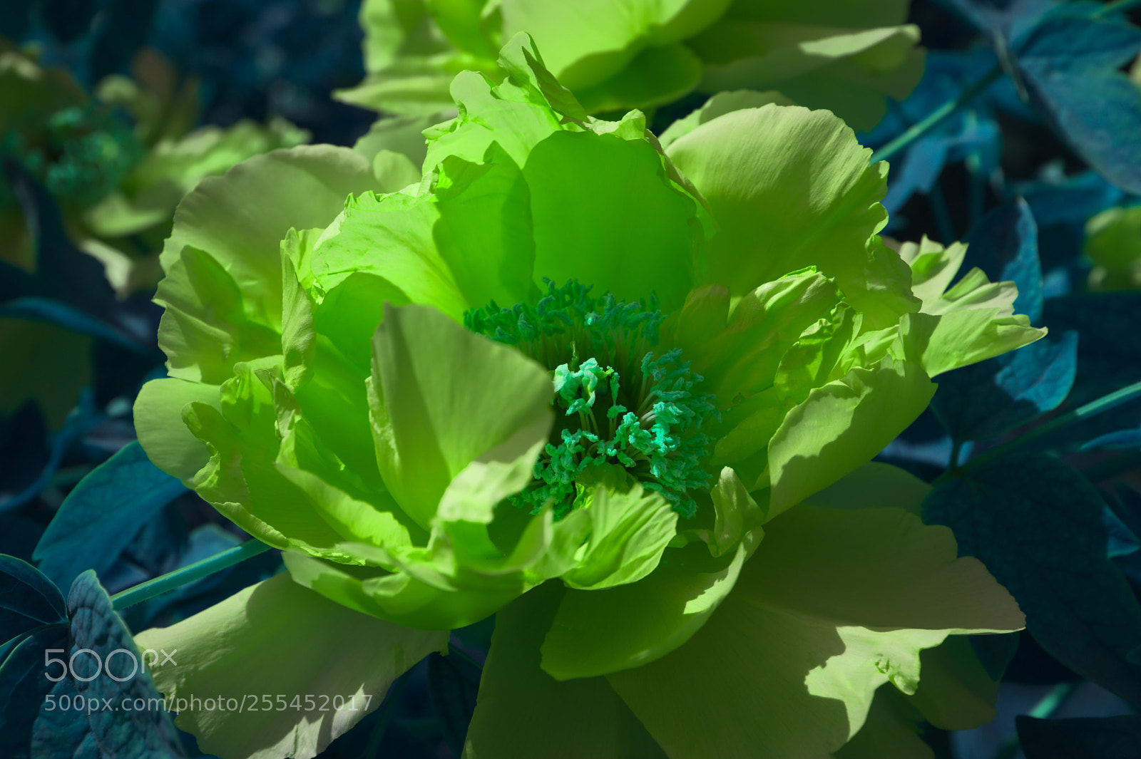 Fujifilm X100F sample photo. Peony photography