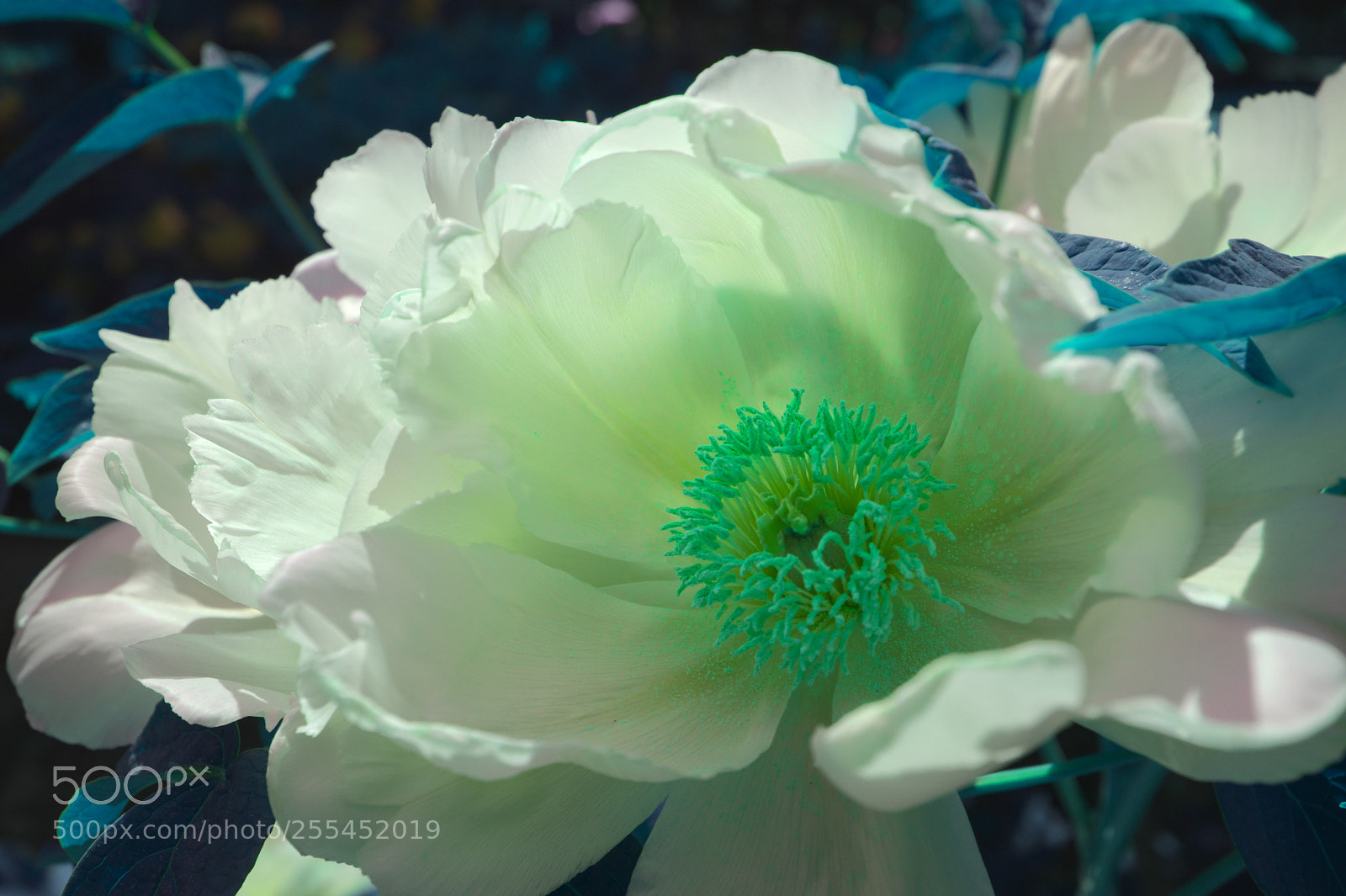 Fujifilm X100F sample photo. Peony photography