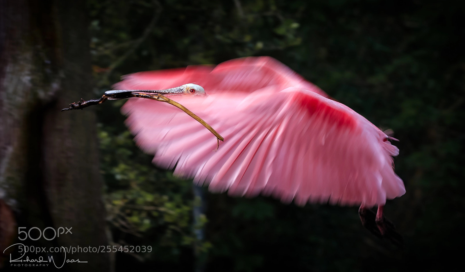 Canon EOS-1D X sample photo. Roseatte in flight photography