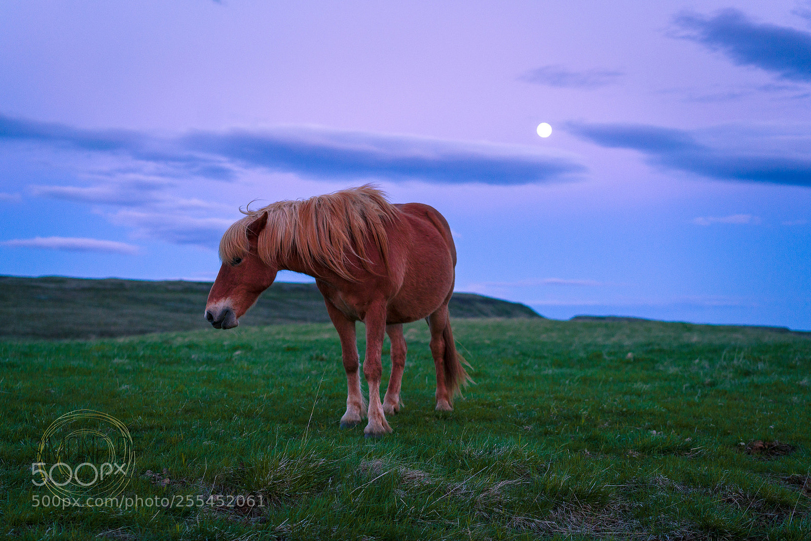 Sony a7R II sample photo. Lonely horse under moonlight photography