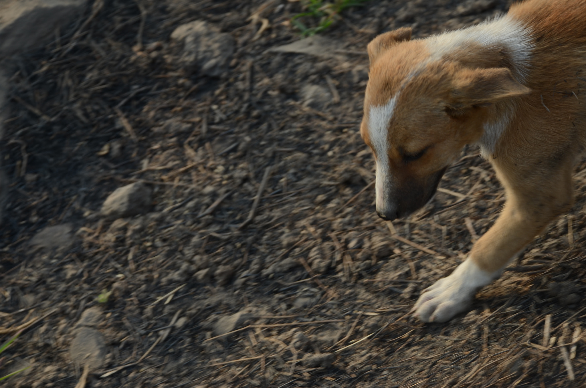 Nikon D7000 sample photo. Waking puppy photography