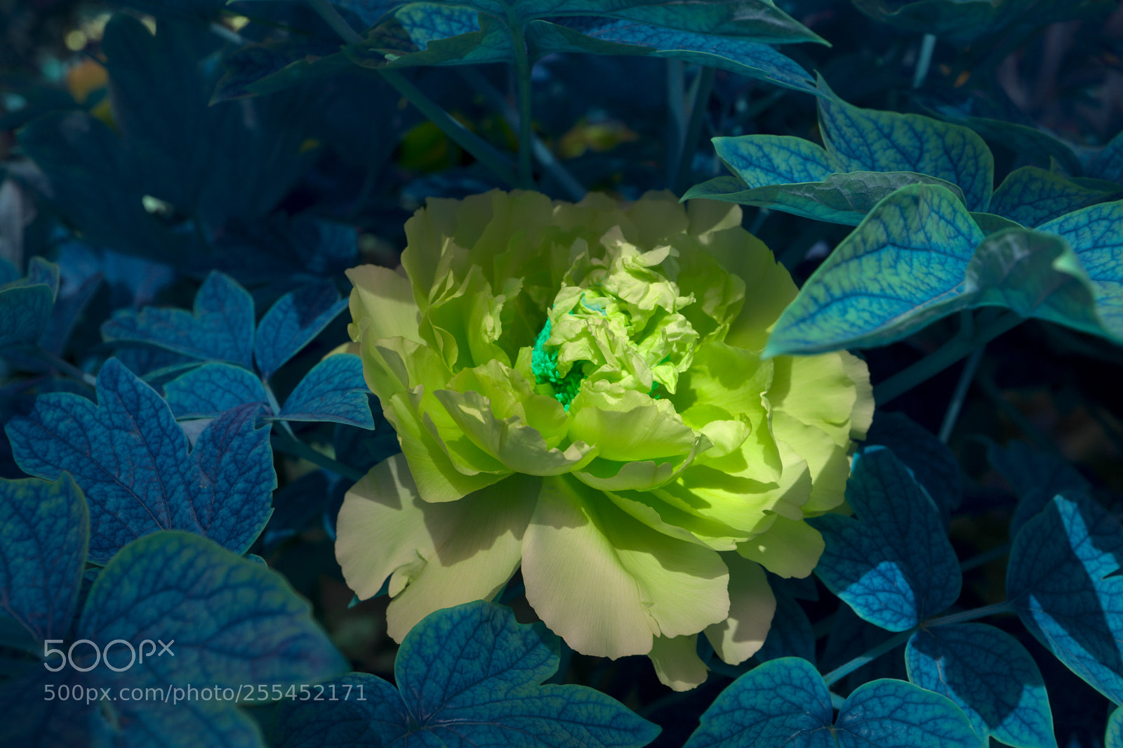 Fujifilm X100F sample photo. Peony photography