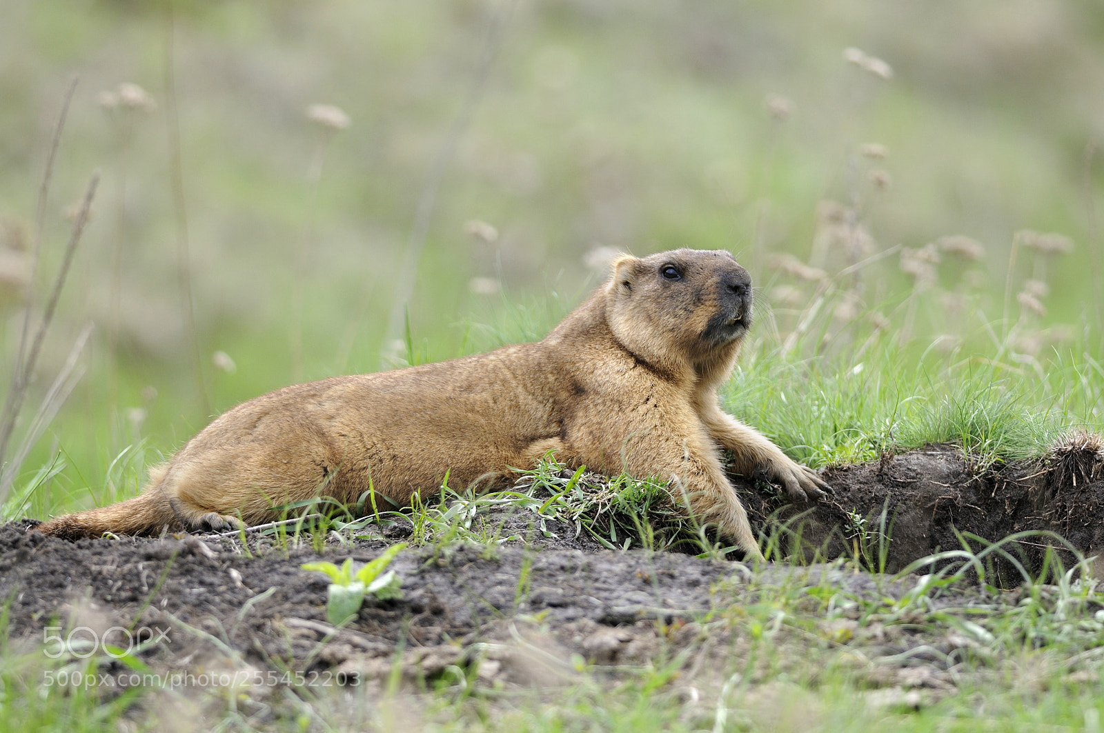 Nikon D300S sample photo. Important person is resting photography