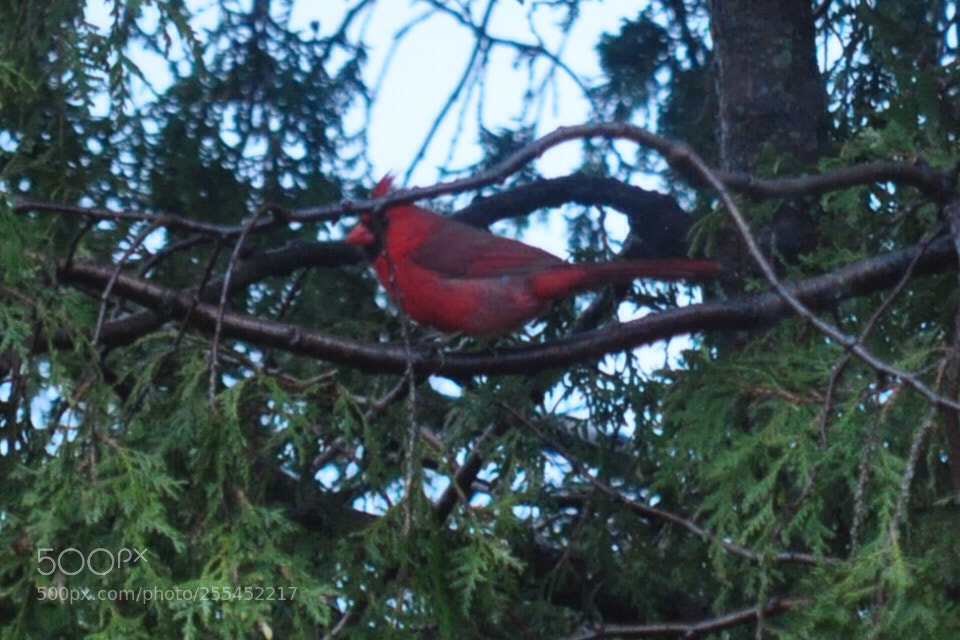 Nikon D5000 sample photo. Spring visitor photography