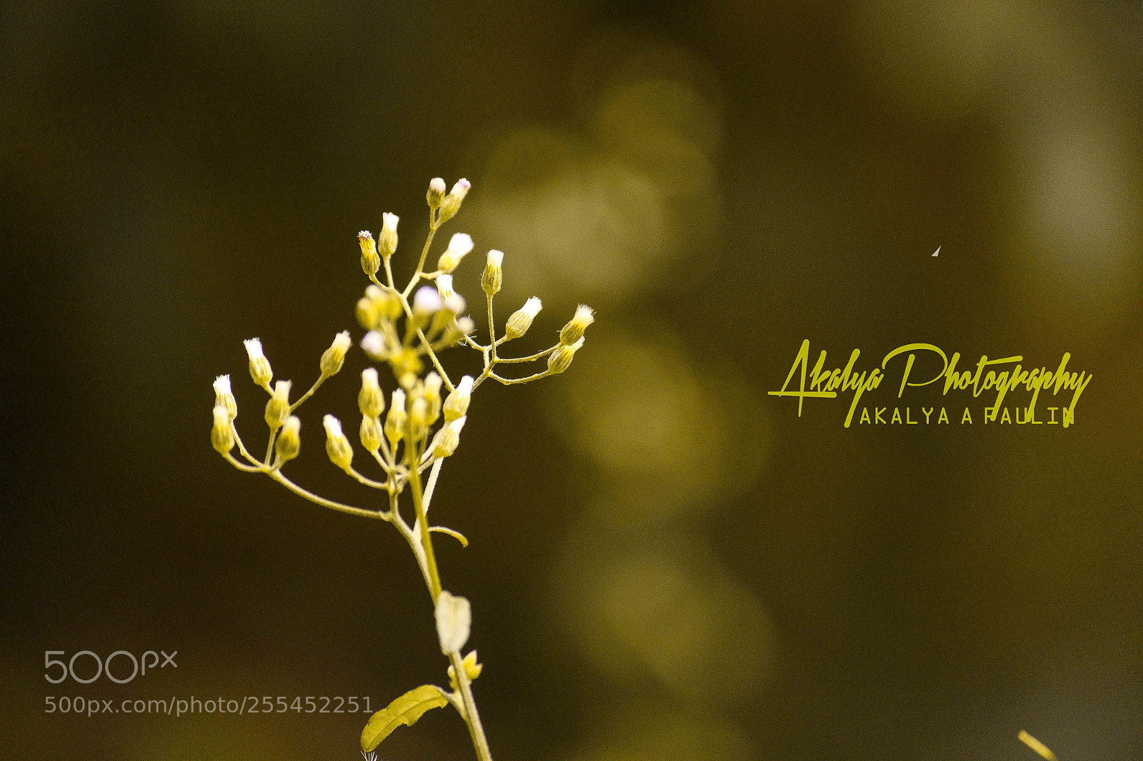 Canon EOS 700D (EOS Rebel T5i / EOS Kiss X7i) sample photo. Lonely plant photography