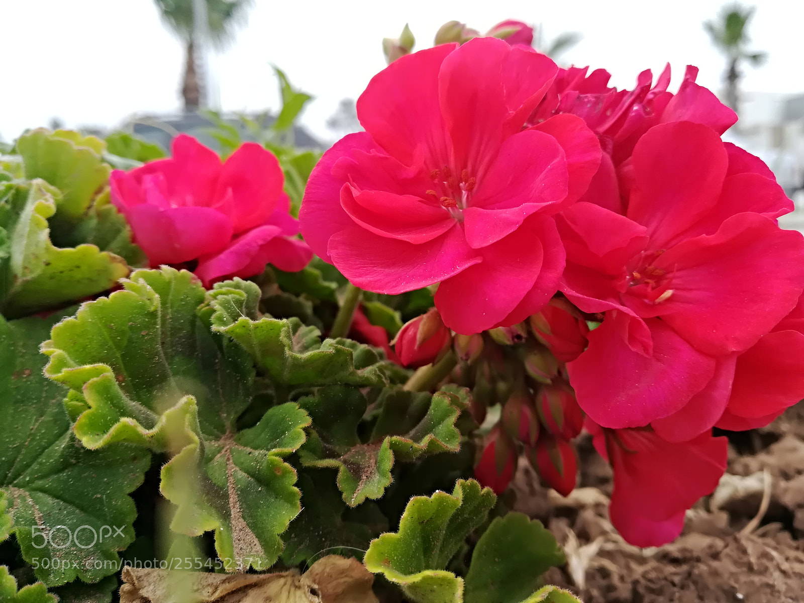 HUAWEI PRA-LX1 sample photo. Untitled photography