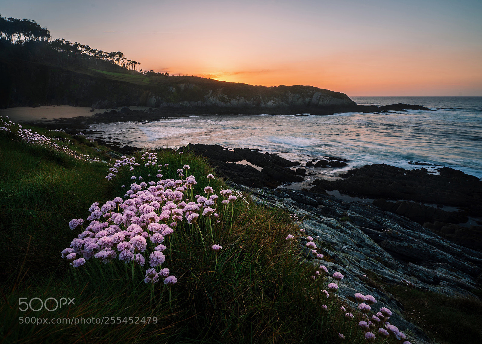 Sony a7 III sample photo. Spring flowers at fabal photography