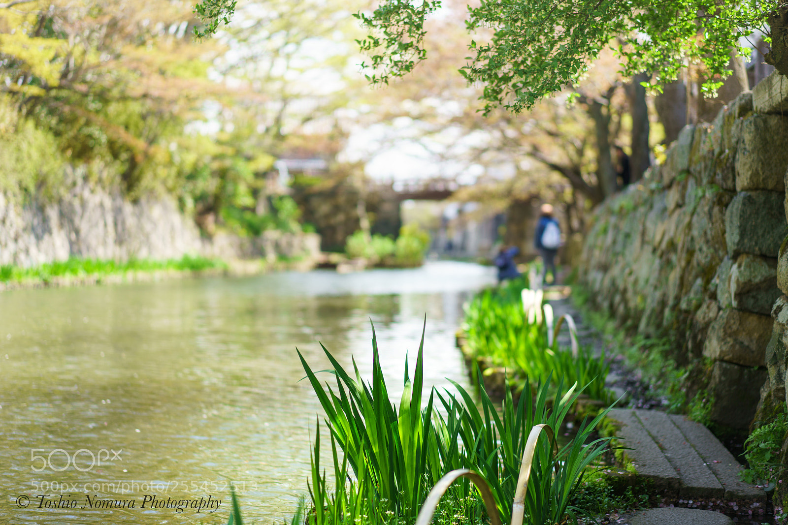 Sony a7R II sample photo. Walking in the spring photography