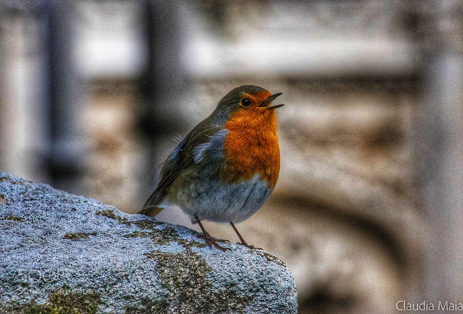 Canon EOS 760D (EOS Rebel T6s / EOS 8000D) sample photo. Robin photography