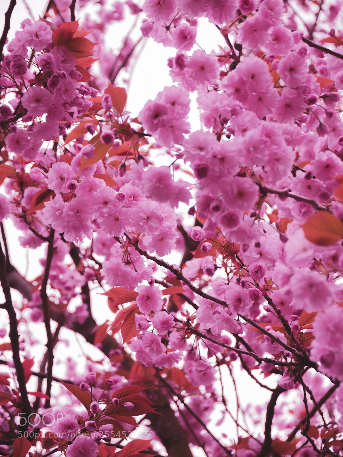 Panasonic Lumix DMC-G7 sample photo. Pink! photography