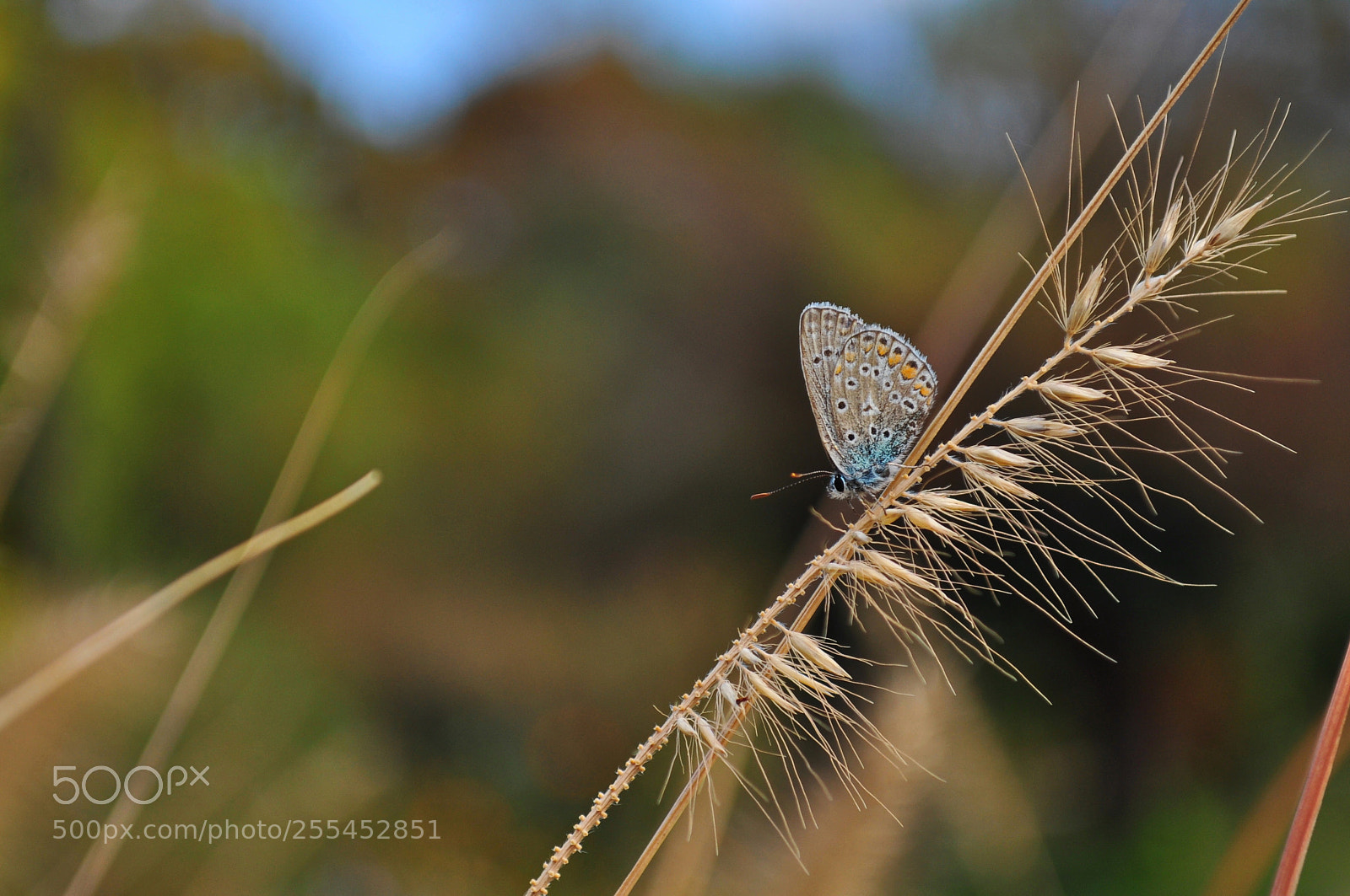 Nikon D5000 sample photo. Srth photography