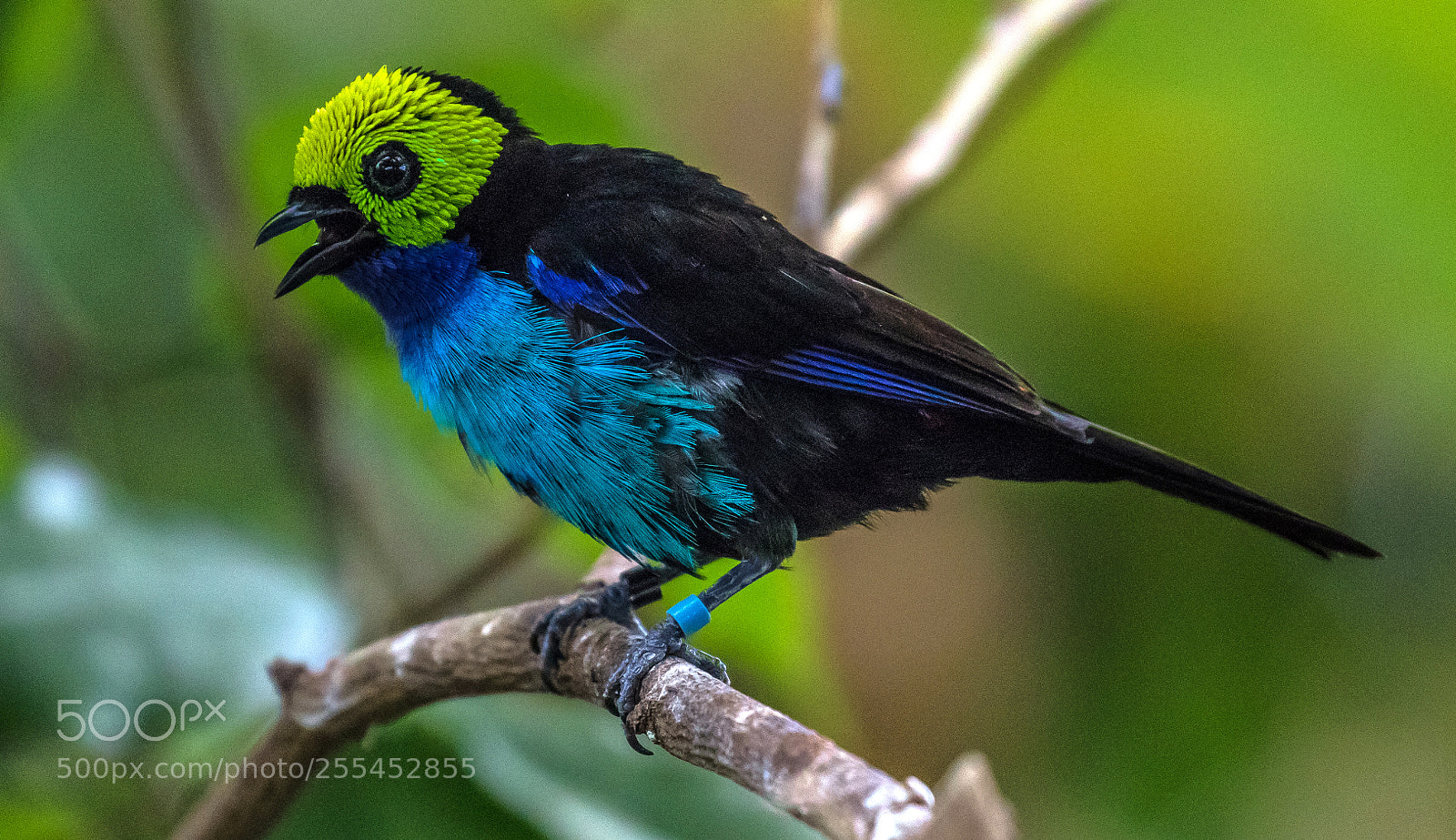 Canon EOS 80D sample photo. Paradise tanager photography