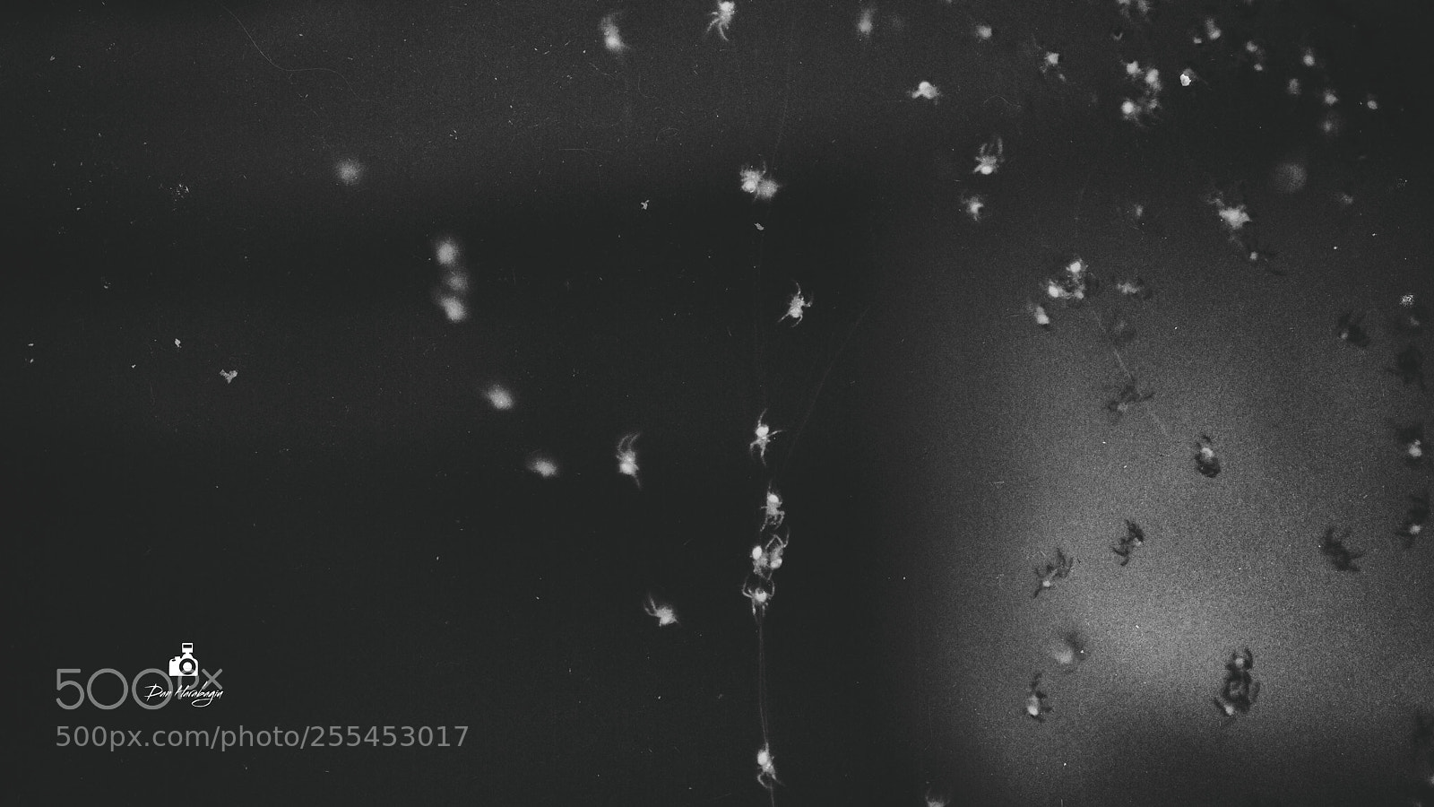 Nikon D7100 sample photo. Baby spiders photography