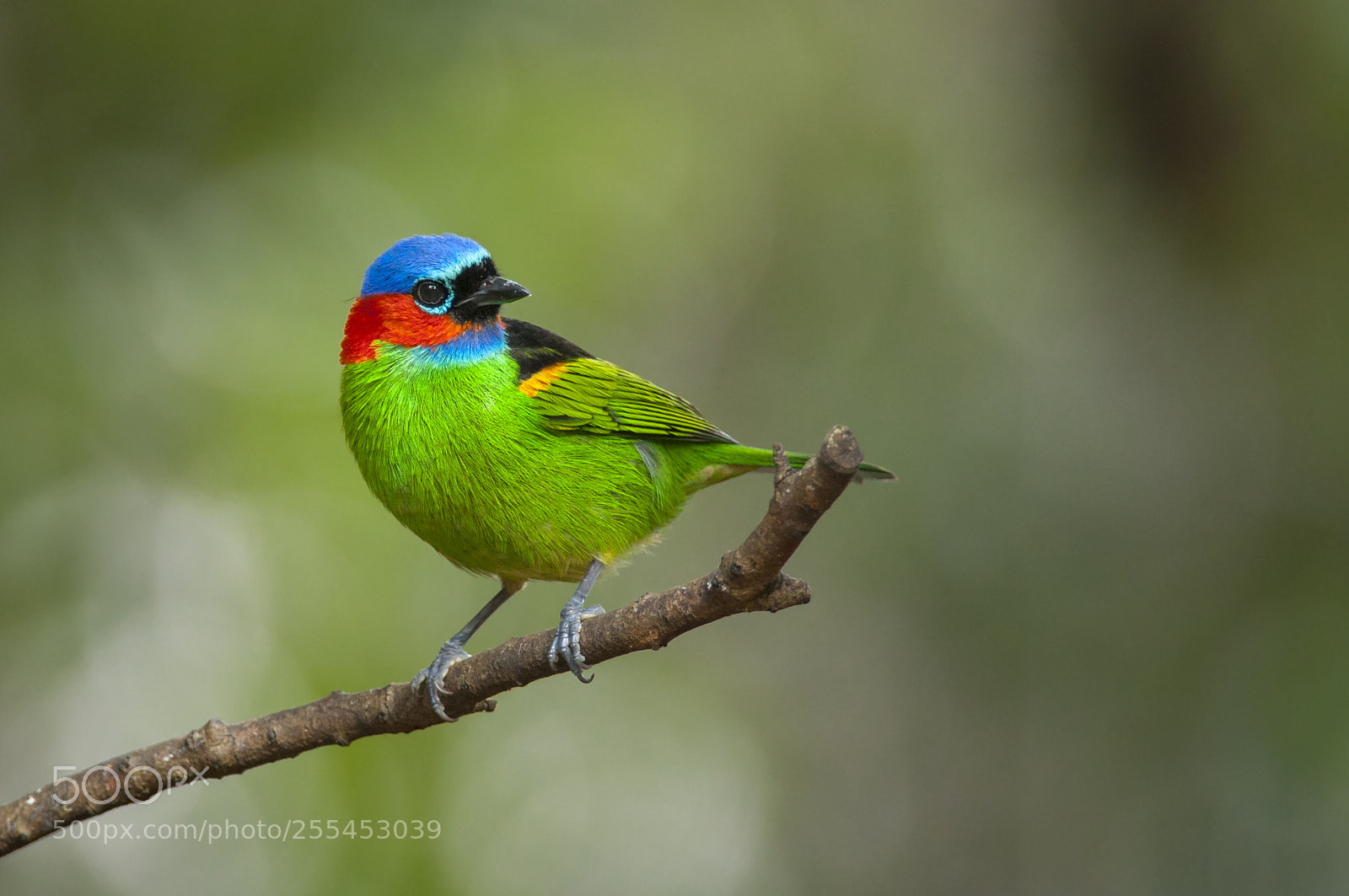 Nikon D5000 sample photo. Red-necked tanager photography