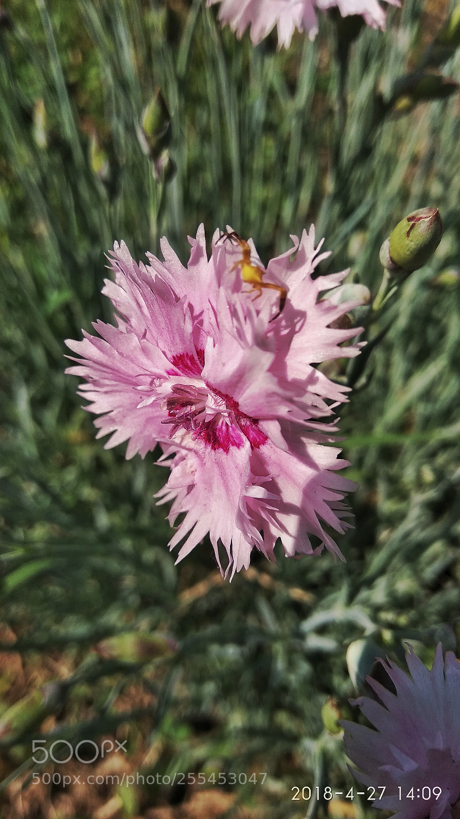 Xiaomi Redmi Note 4 sample photo. Untitled photography