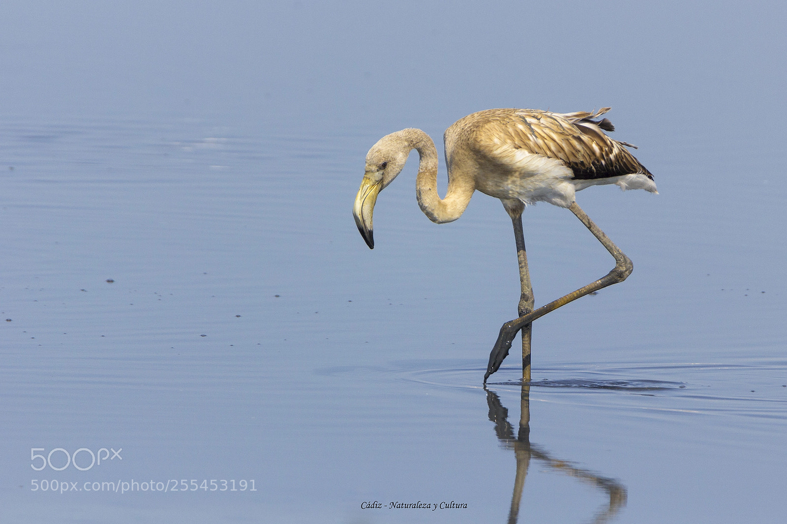 Canon EOS 550D (EOS Rebel T2i / EOS Kiss X4) sample photo. El peque photography
