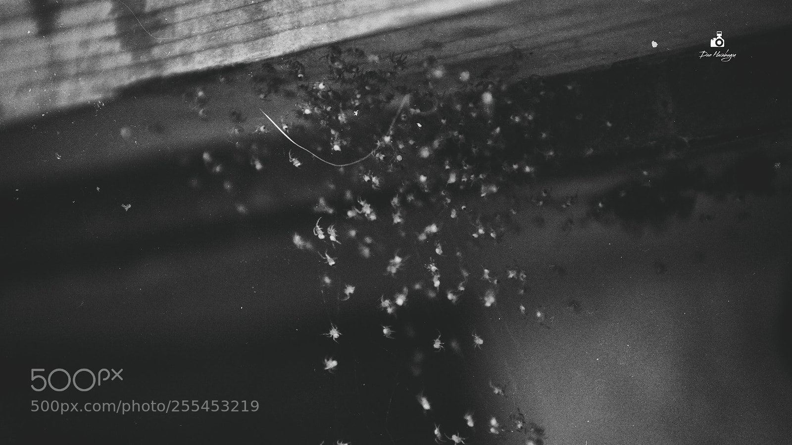 Nikon D7100 sample photo. Baby spiders pt2 photography