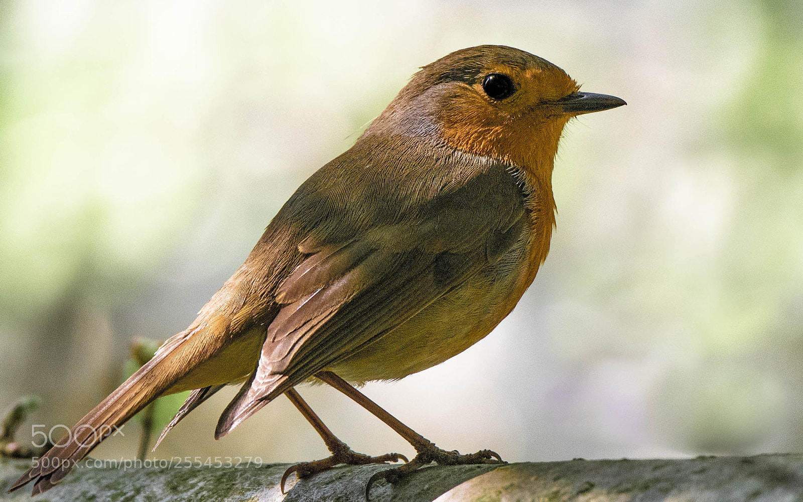 Nikon D5300 sample photo. Robin in spring photography