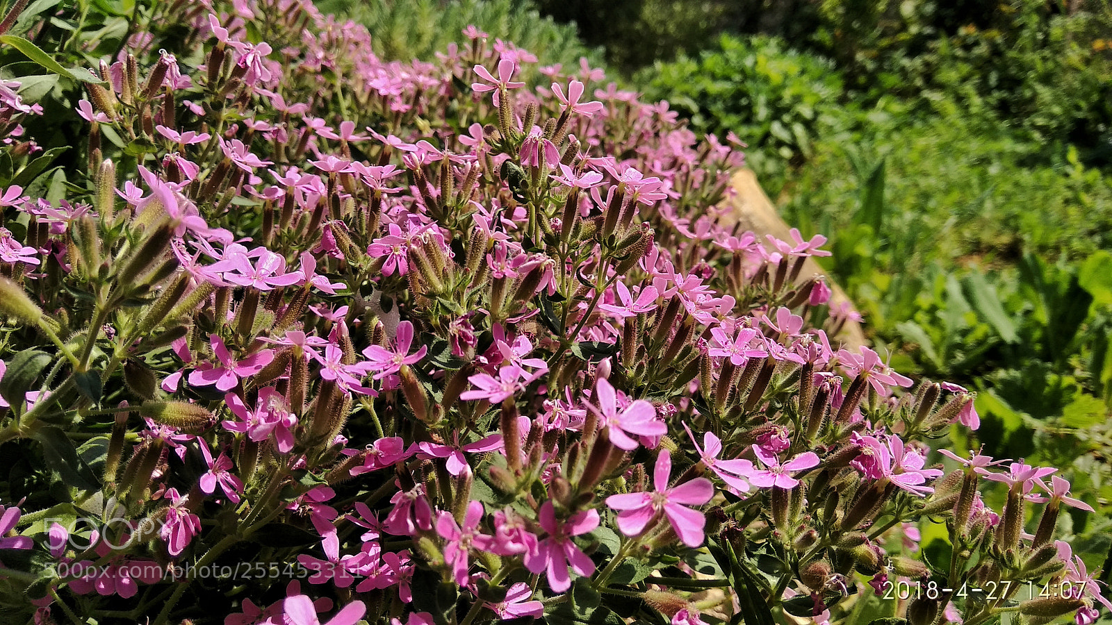 Xiaomi Redmi Note 4 sample photo. Untitled photography