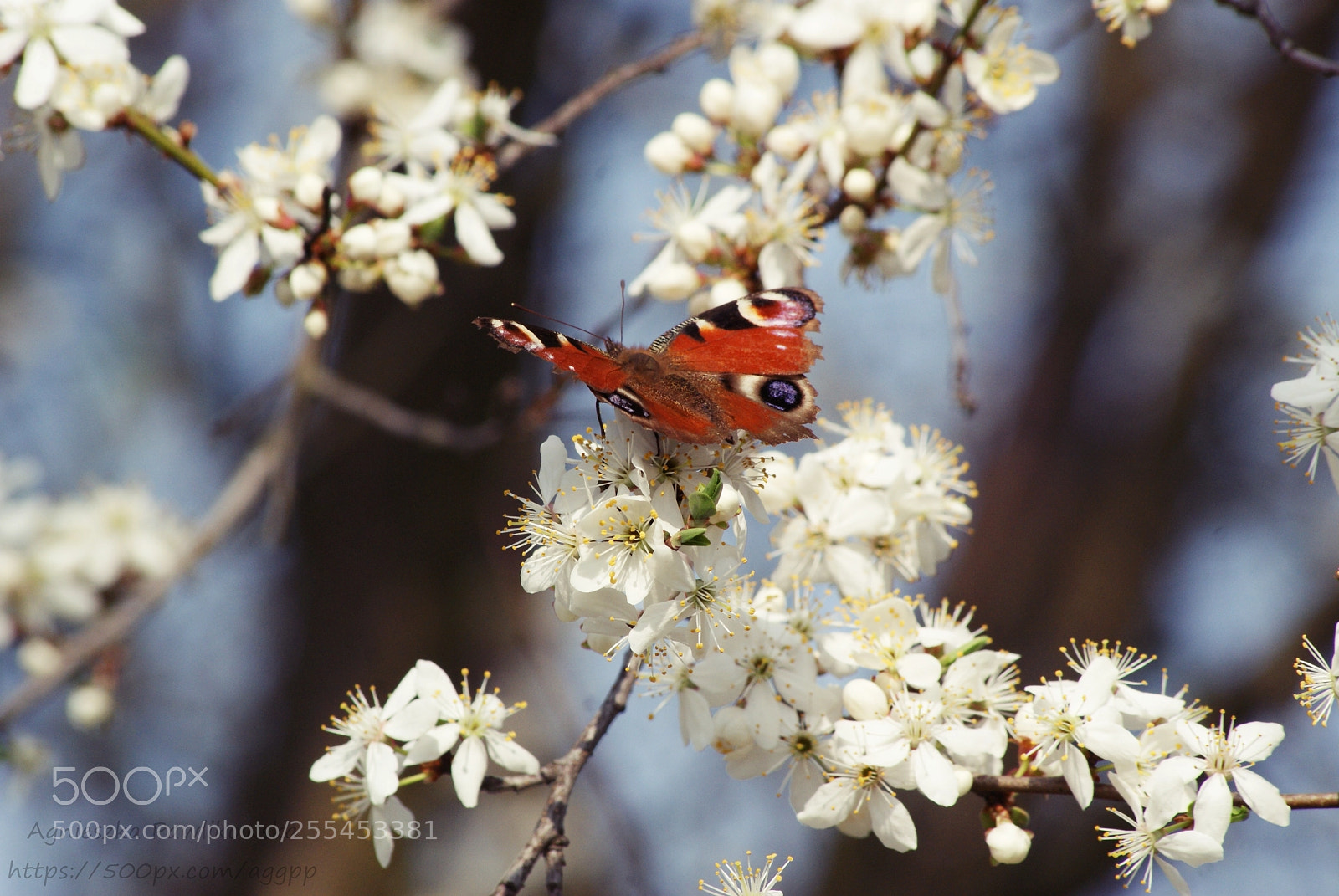 Sony Alpha DSLR-A300 sample photo. Untitled photography