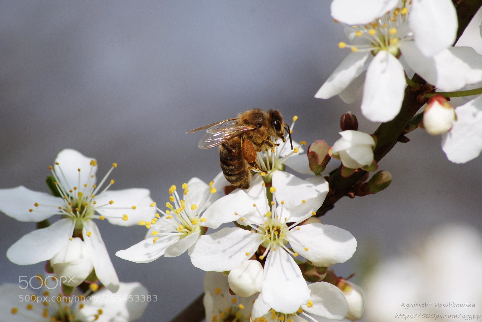 Sony Alpha DSLR-A300 sample photo. Untitled photography