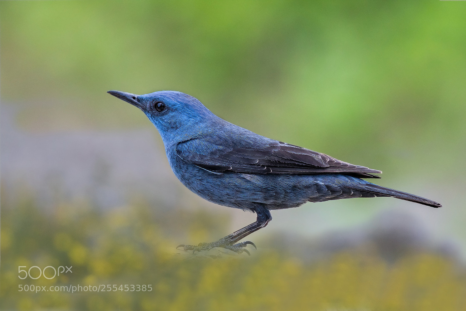 Canon EOS 7D Mark II sample photo. Passero solitario photography