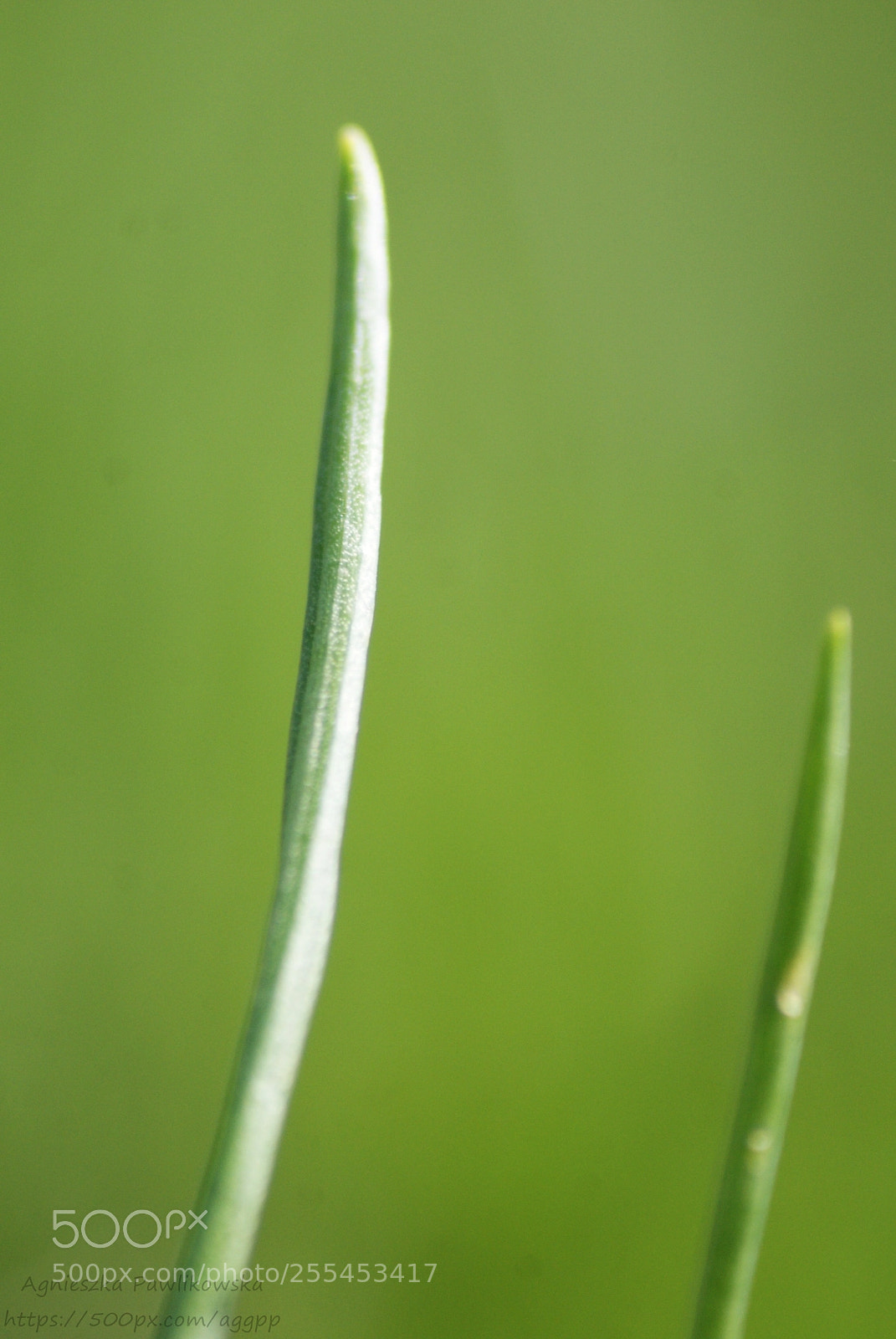 Sony Alpha DSLR-A300 sample photo. Untitled photography