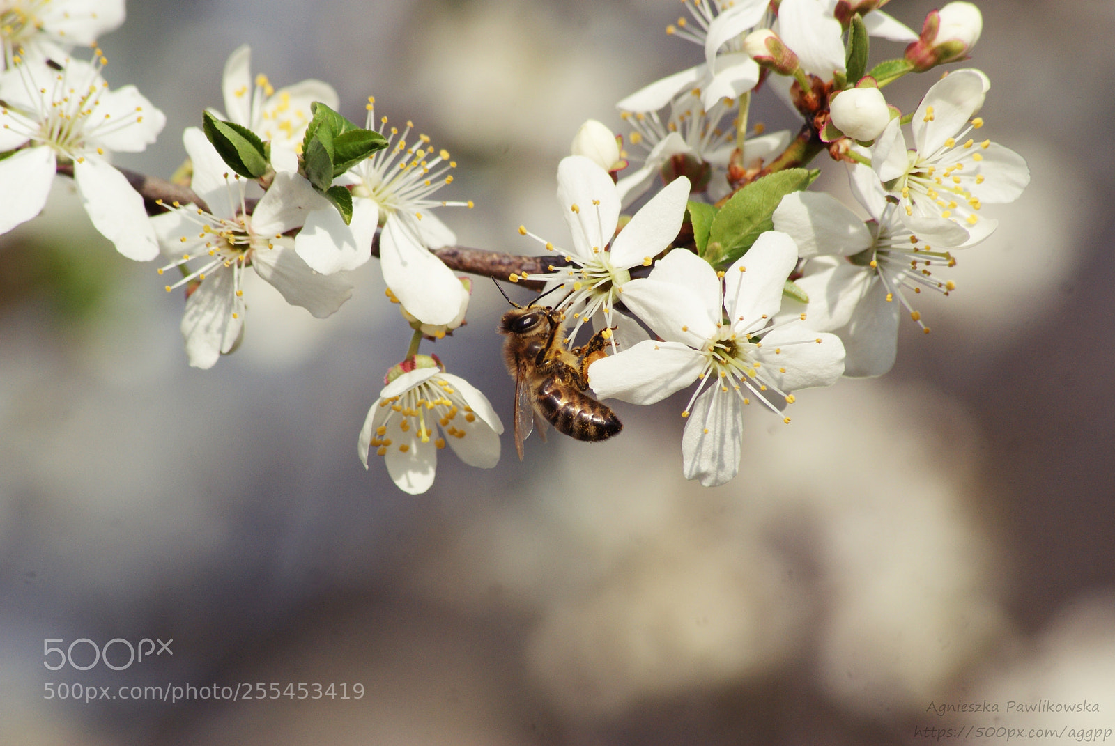 Sony Alpha DSLR-A300 sample photo. Untitled photography