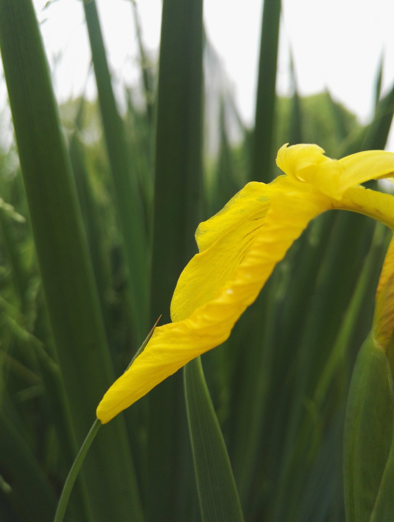 HUAWEI Honor 7 sample photo