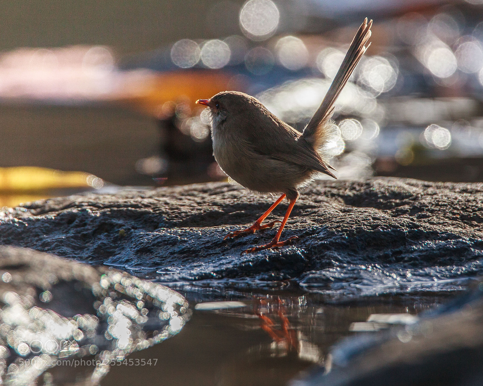Canon EOS 5D Mark II sample photo. Wren in sunlight photography