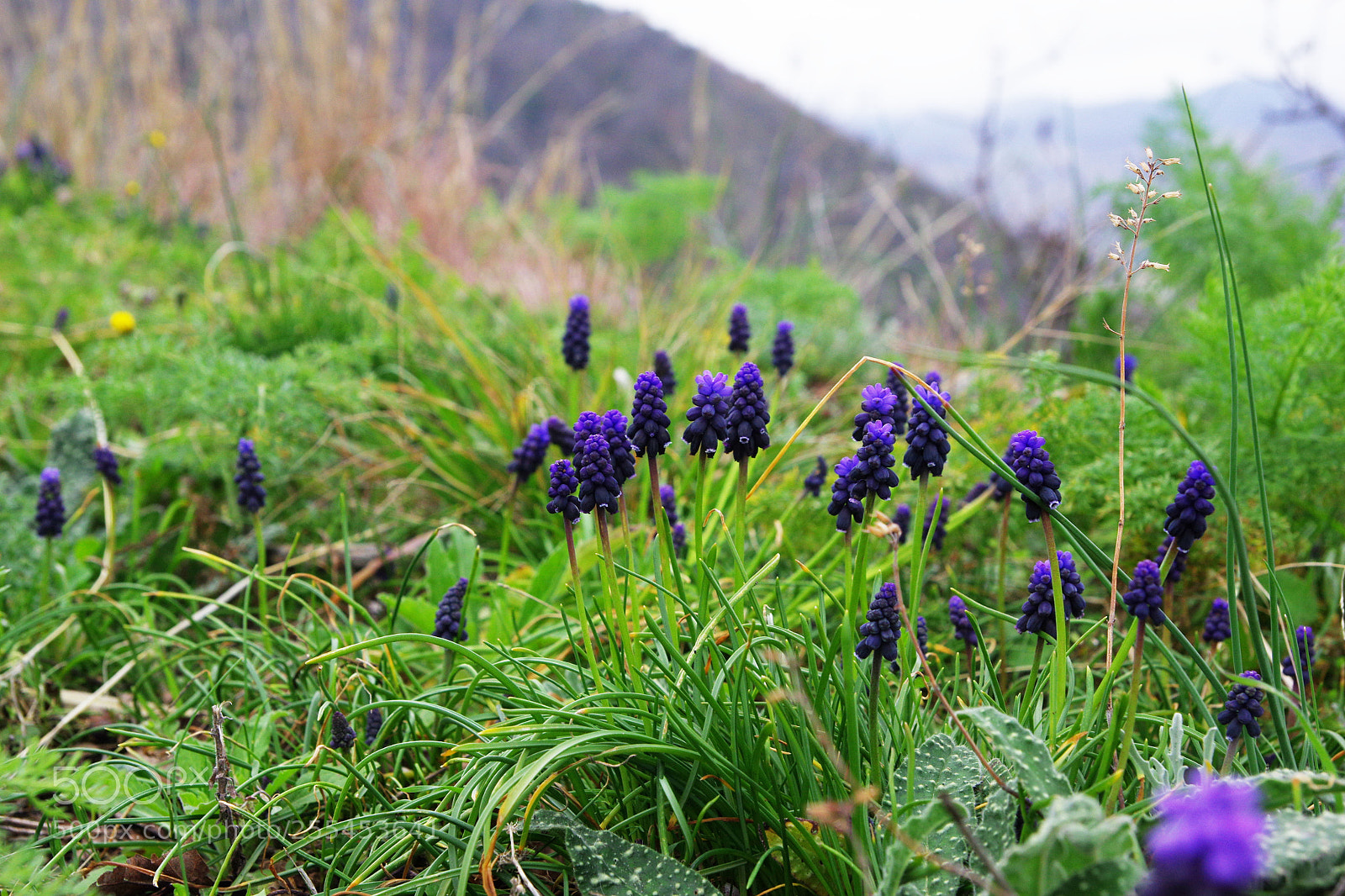 Pentax K-3 sample photo. Itaalia photography