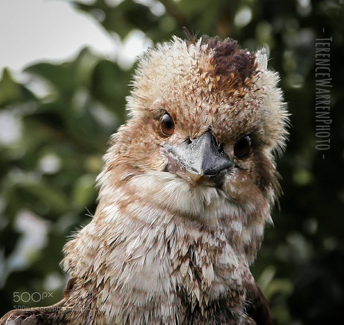 Canon EOS 6D sample photo. Immature kookaburra. photography