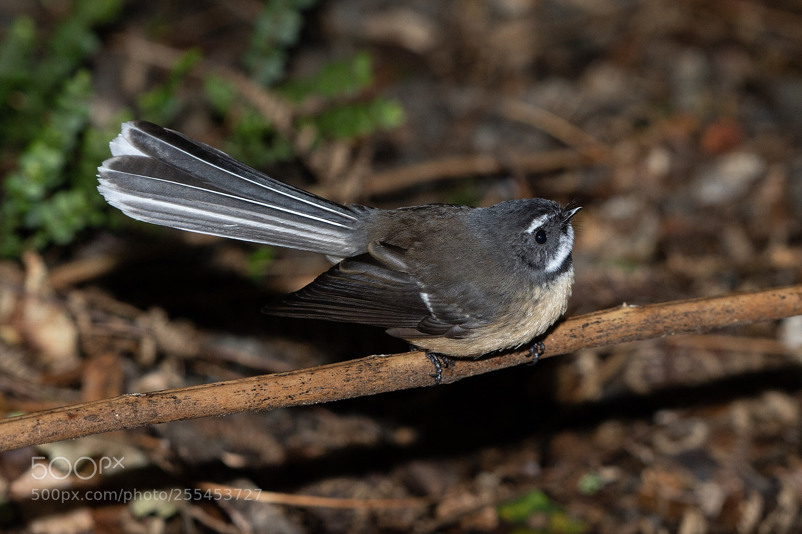 Nikon D500 sample photo. Fantail piwakawaka rhipidura fuliginosa photography