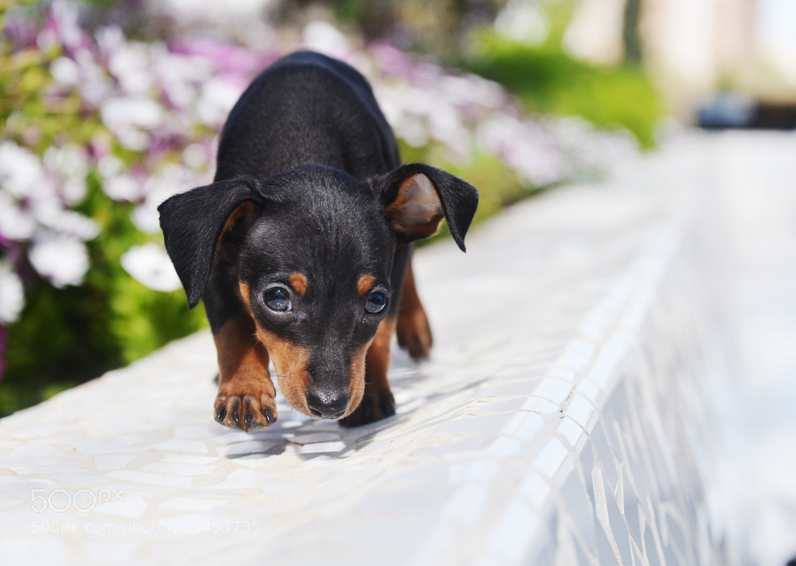 Nikon D800 sample photo. Prague ratter puppy photography