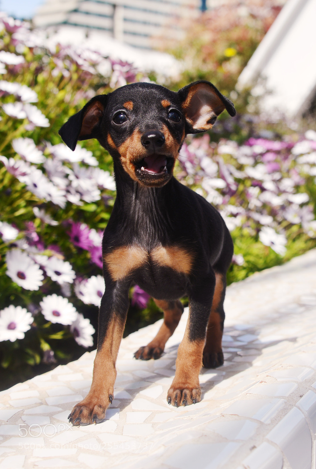 Nikon D800 sample photo. Prague ratter puppy photography