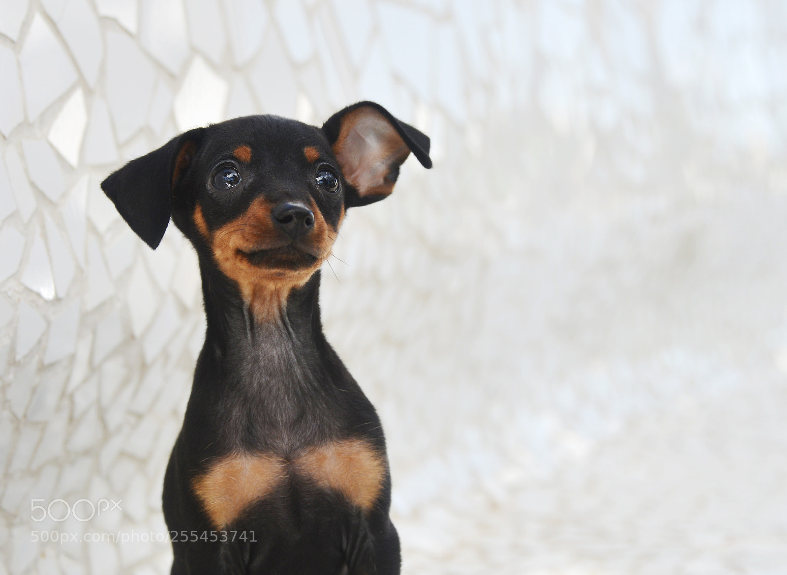 Nikon D800 sample photo. Prague ratter puppy photography