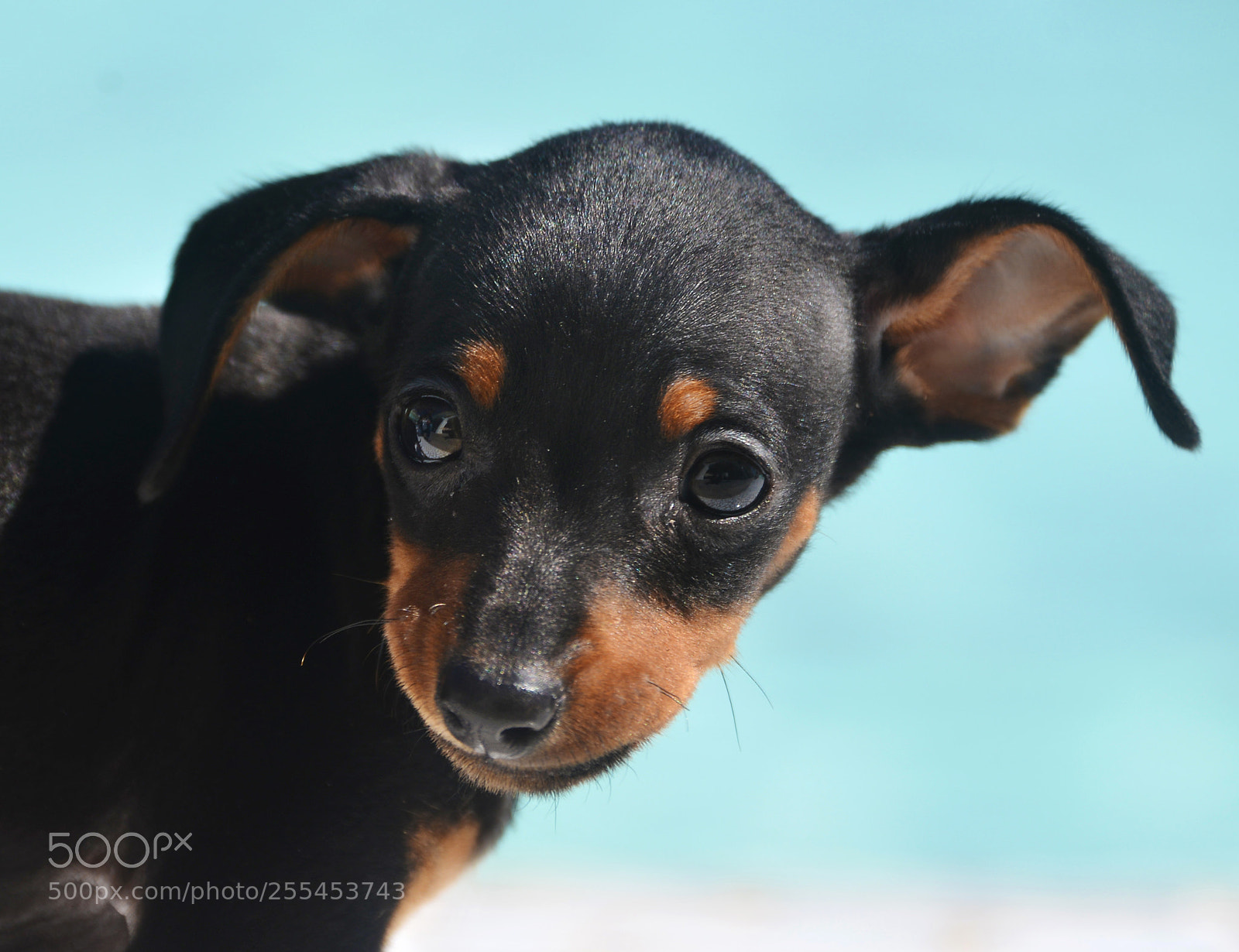 Nikon D800 sample photo. Prague ratter puppy photography