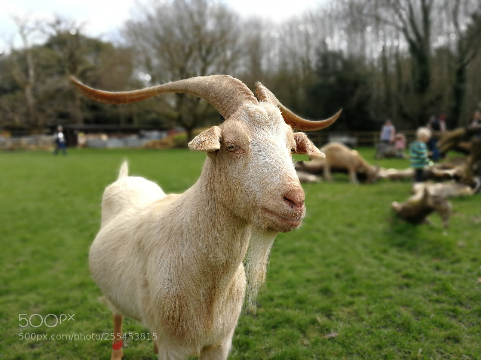 HUAWEI P10 sample photo. Goats photography