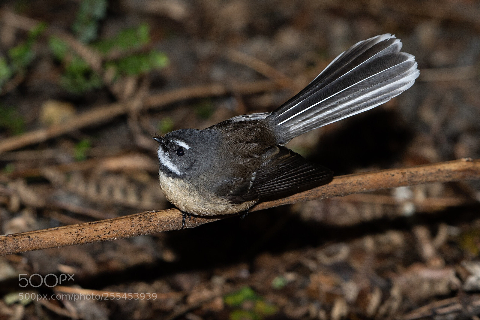 Nikon D500 sample photo. Fantail piwakawaka rhipidura fuliginosa photography