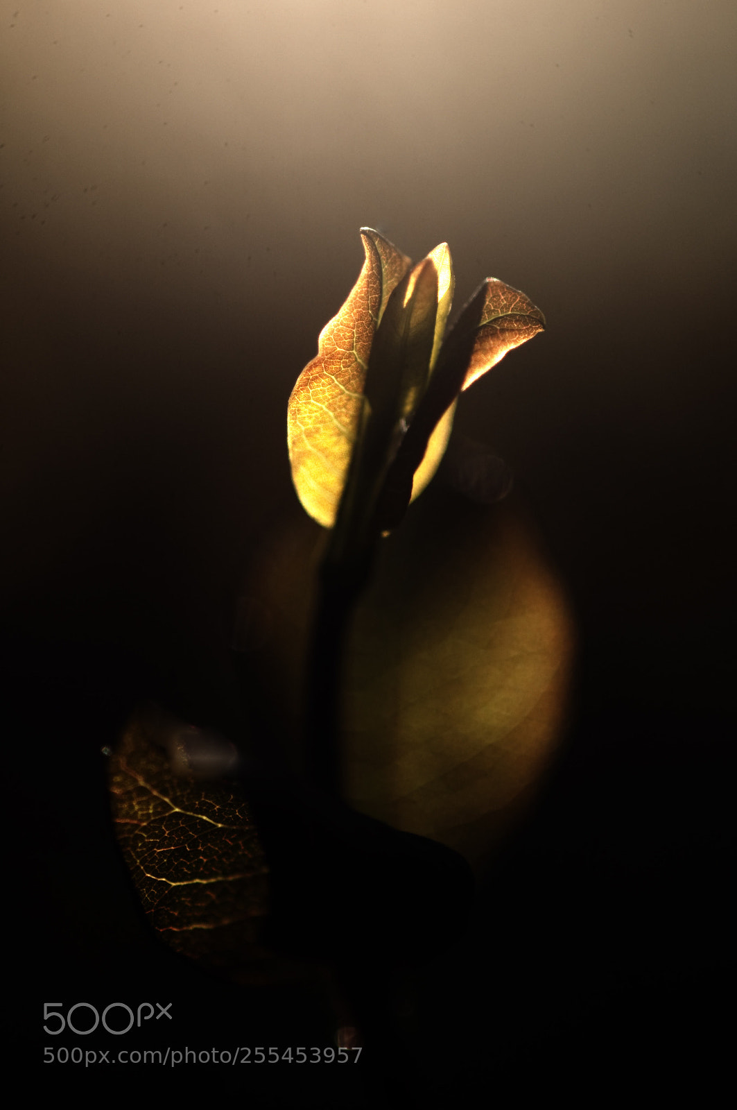 Nikon D300 sample photo. Voices off light serie photography