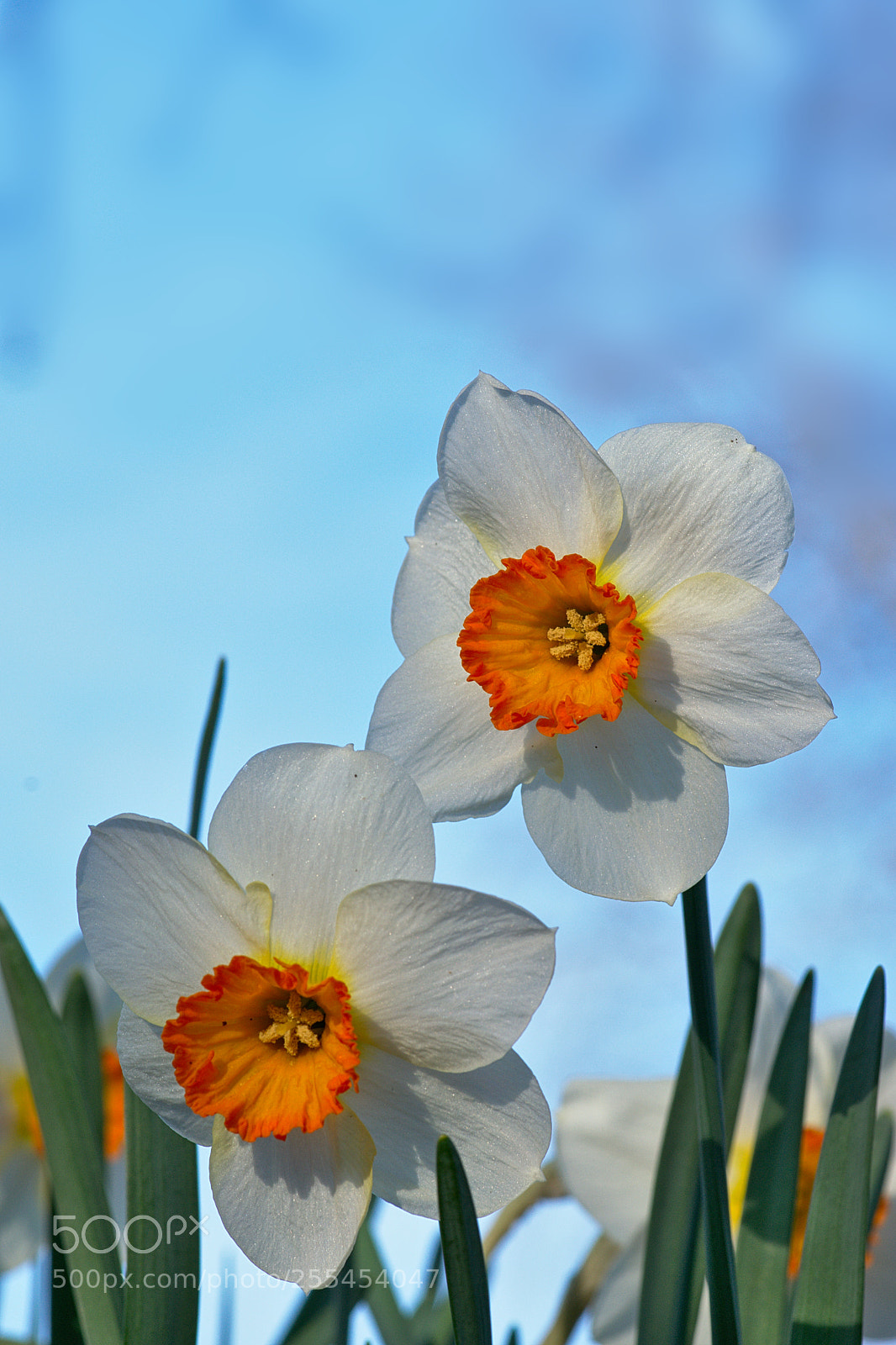 Nikon D3300 sample photo. 2018-04-26_3986.jpg photography