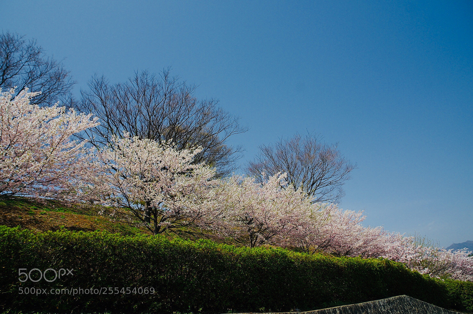 Pentax K-3 II sample photo. Sakura, full bloom  photography