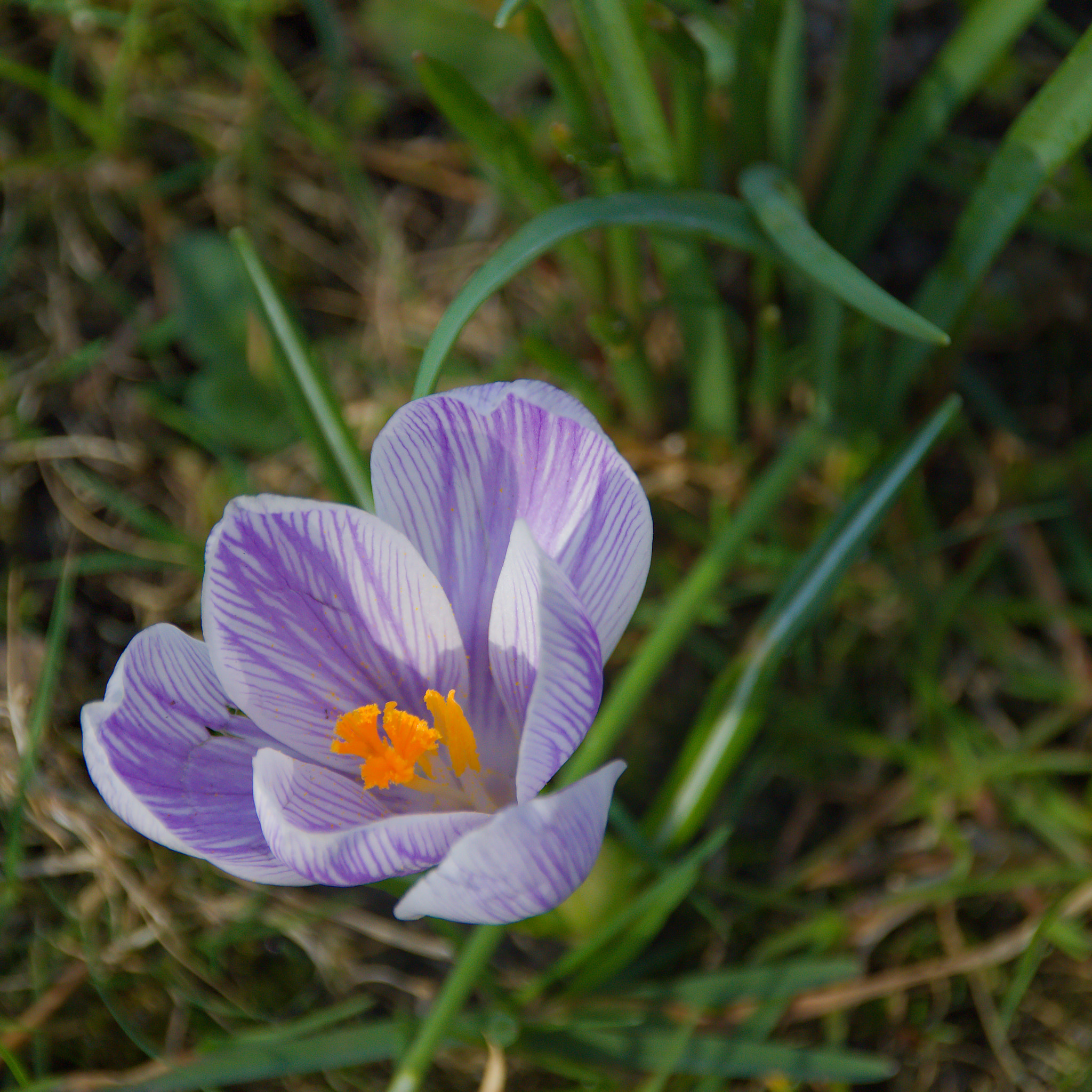 Canon EOS 700D (EOS Rebel T5i / EOS Kiss X7i) + Sigma 18-250mm F3.5-6.3 DC OS HSM sample photo. Crocus 2 photography